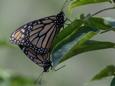 Insect wing nature