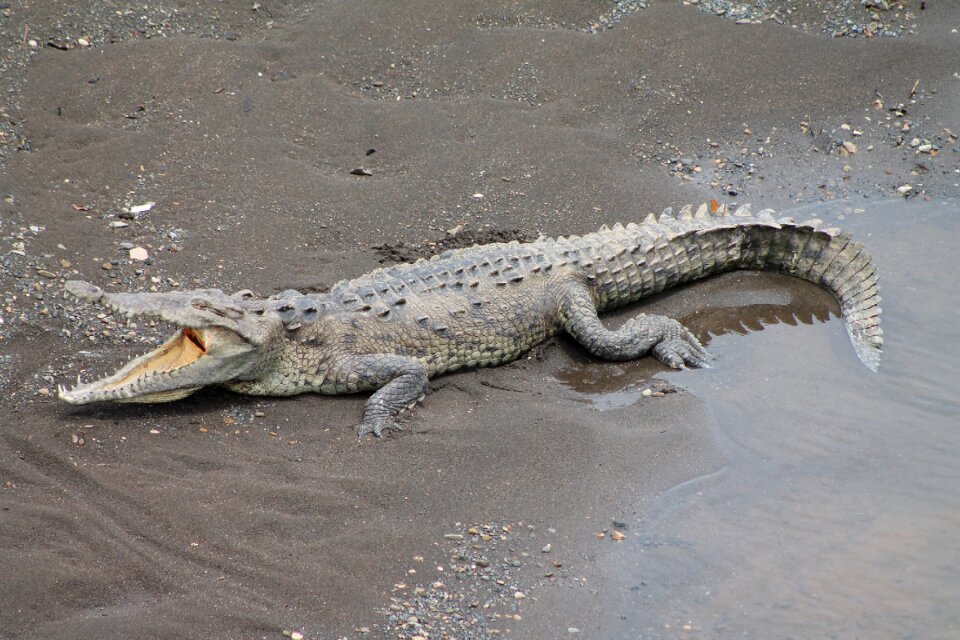 Animal lizard nature