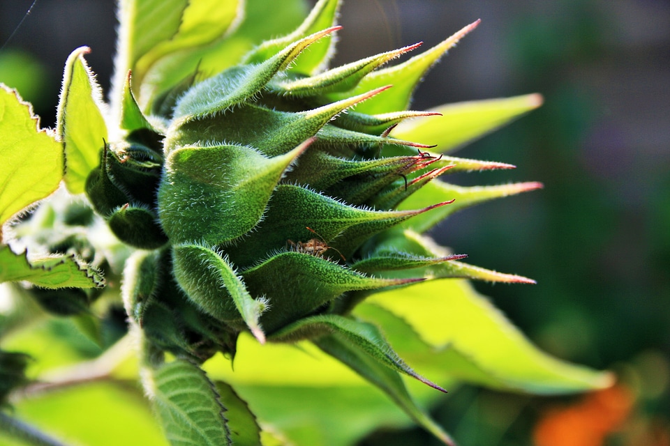 Bud green opening
