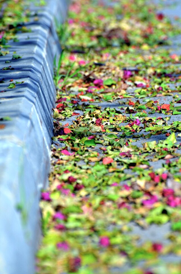 Leaf nature beautiful