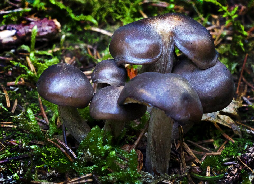 Forest floor screen fungus autumn sun photo