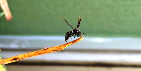 Anisoptera wasp armenia