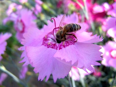 Pollen summer closeup photo