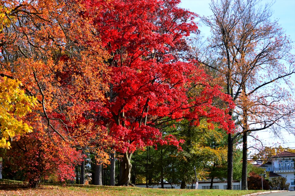 Park leaf autumn leaves