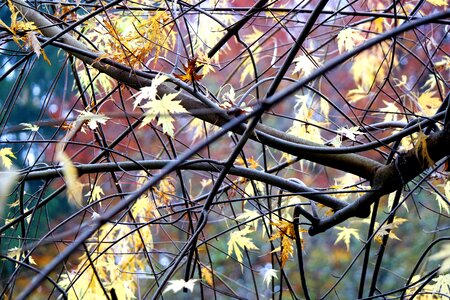 Autumn leaves maple photo