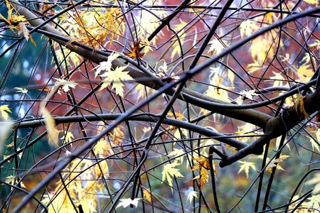 Autumn leaves maple