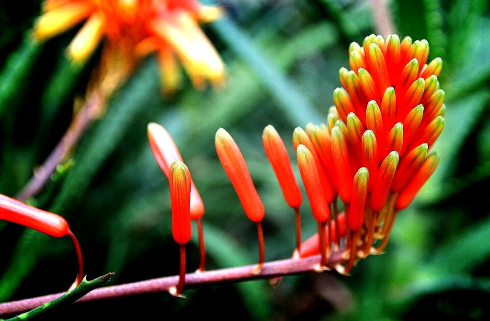 Stem flowers leaf