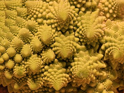 Cauliflower light green shape