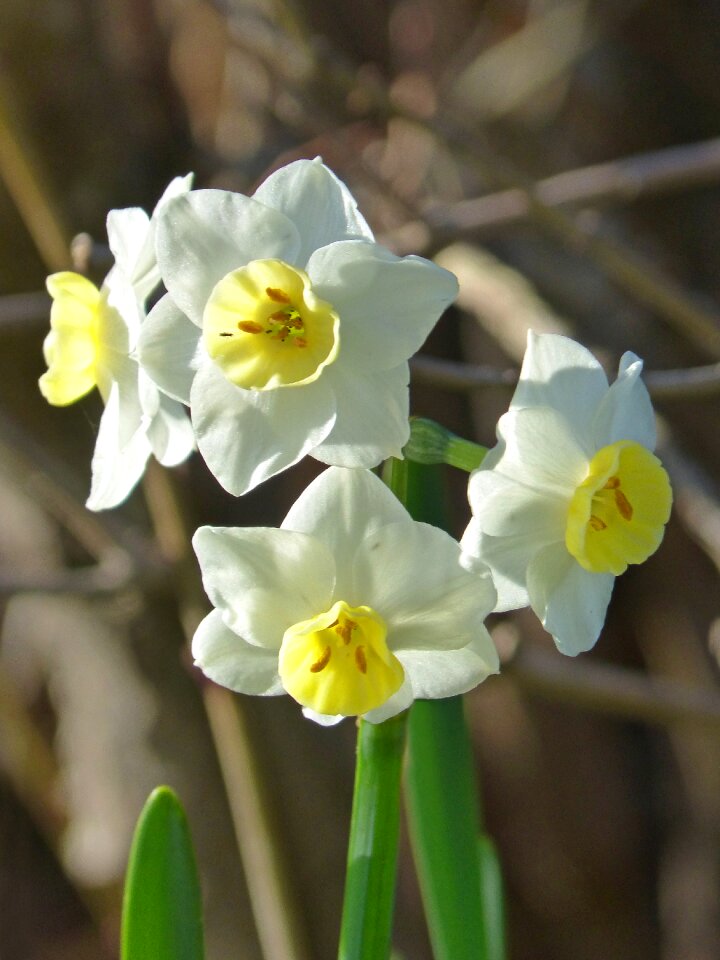 Flower plant nature