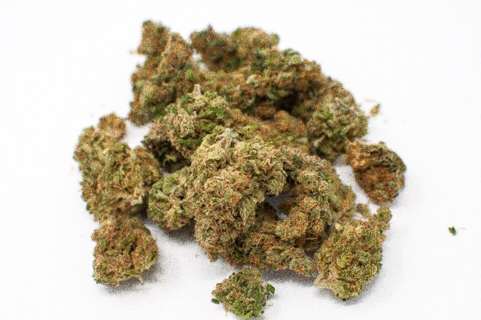 Bud addiction marijuana