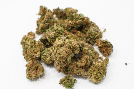 Bud addiction marijuana