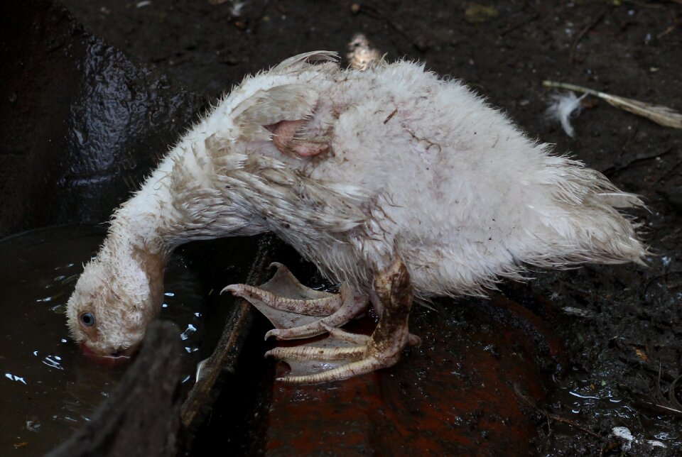 Ugly bird domestica dirty