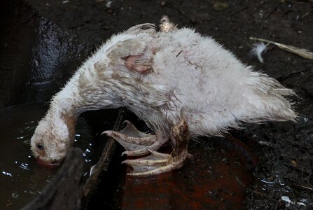 Ugly bird domestica dirty