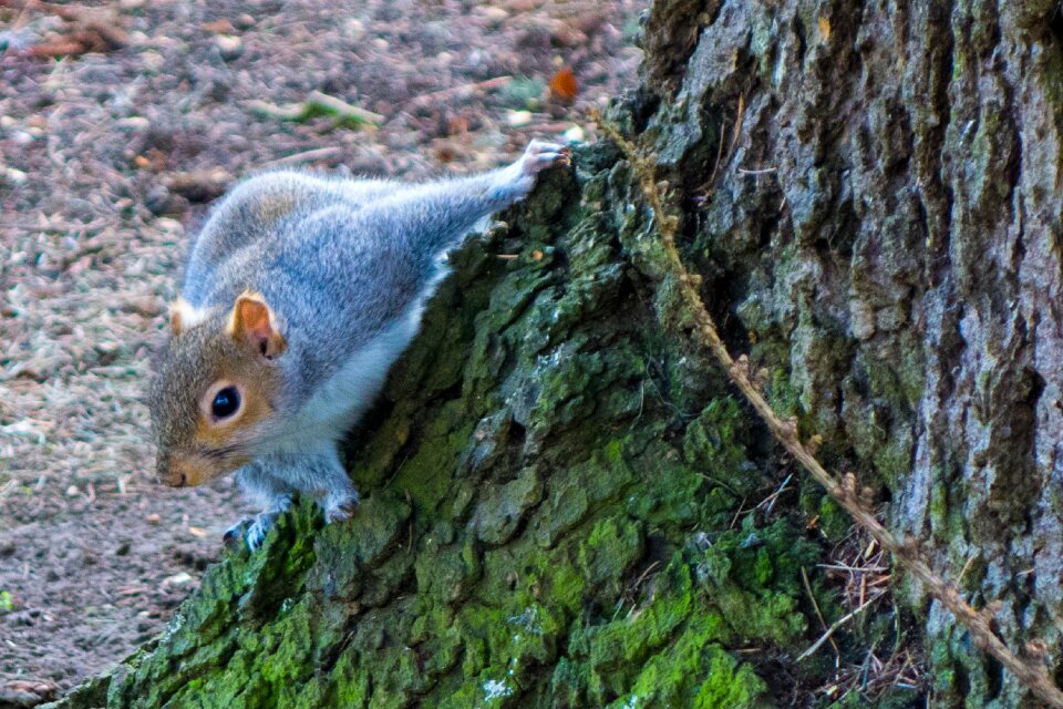 Nature squirrel wildlife