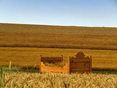Agriculture field wheat