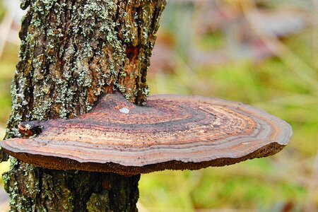 Mushroom the bark trunk photo
