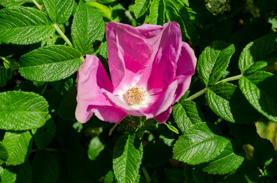 Flower garden summer