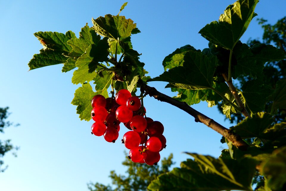 Fruit nature sheet