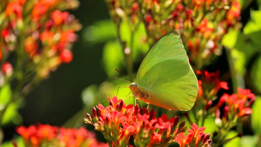 Garden butterfly summer