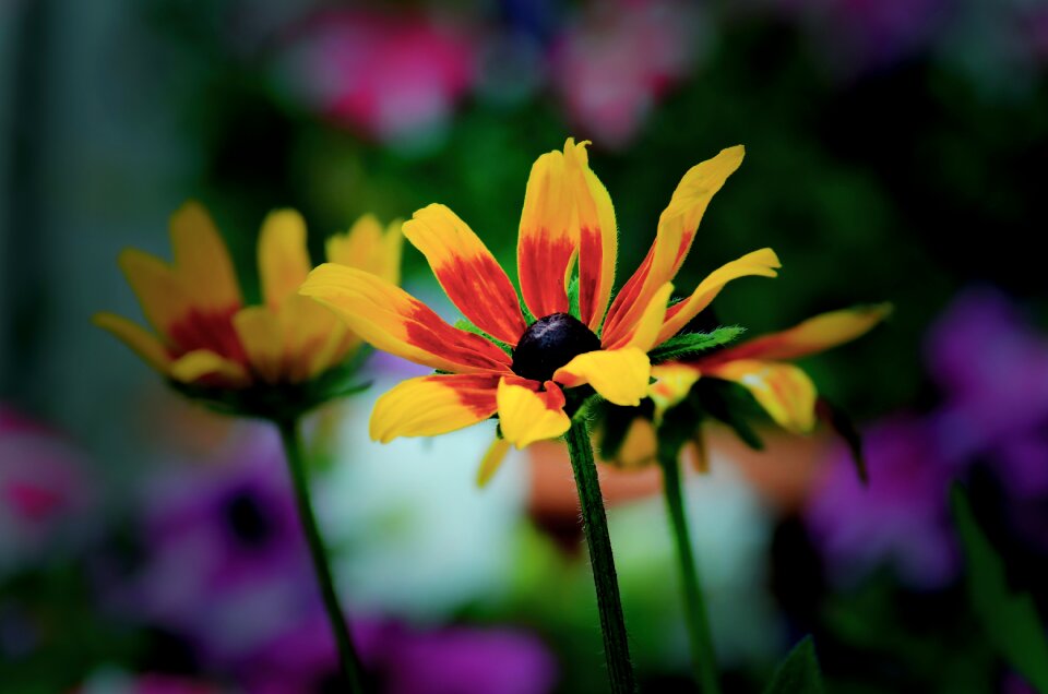 Garden petal leaf