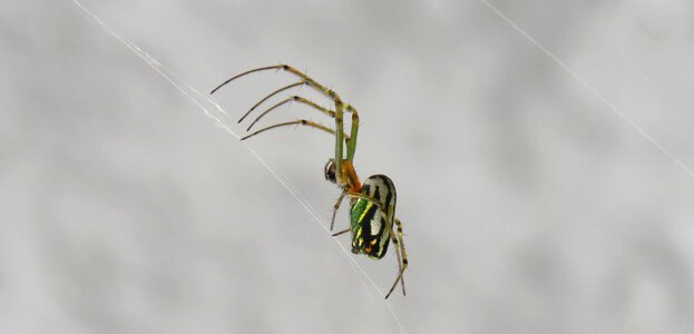 Arachnid wild life armenia