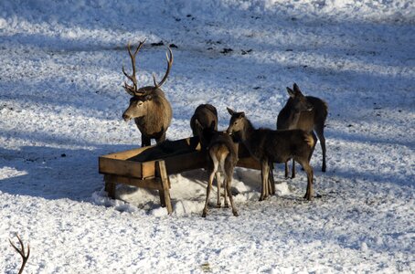 Frost ice hirsch photo