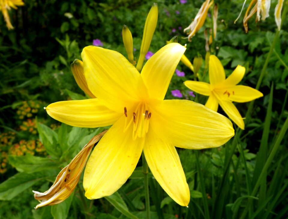 Summer garden bright