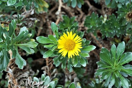 Garden leaf medicinal plant