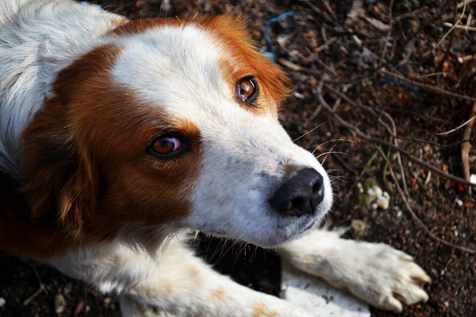 Cute portrait pets