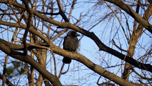 Outdoors new crow