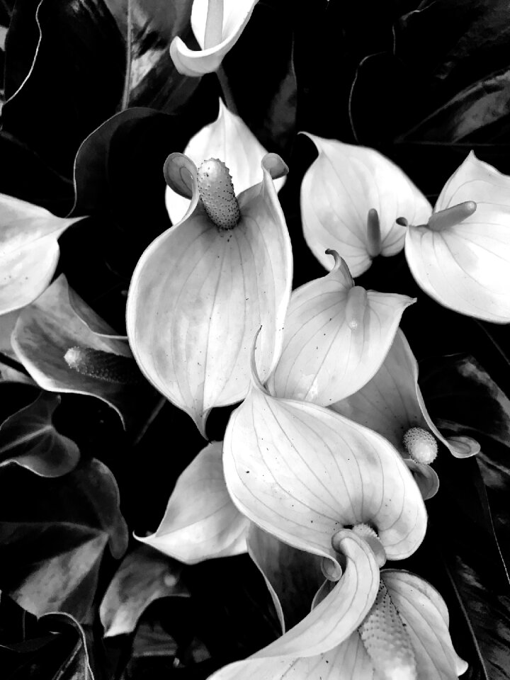 Flora beautiful garden