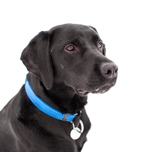 Pet canidae labrador retriever photo