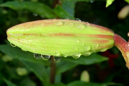 Spring button lily