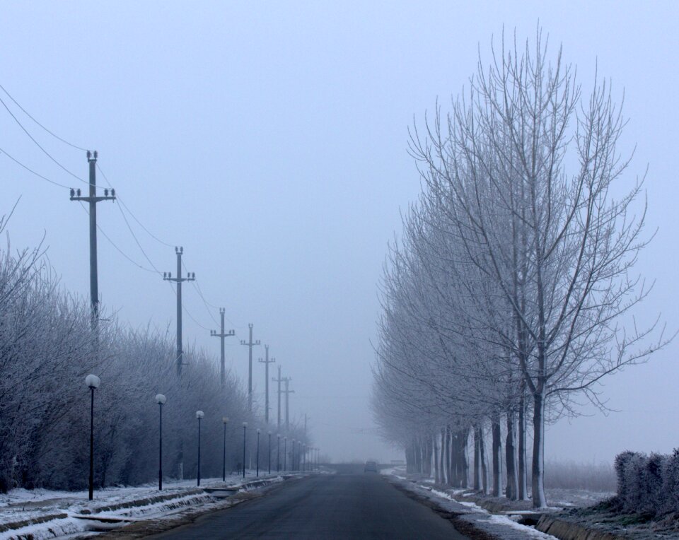 Symmetry trees poles