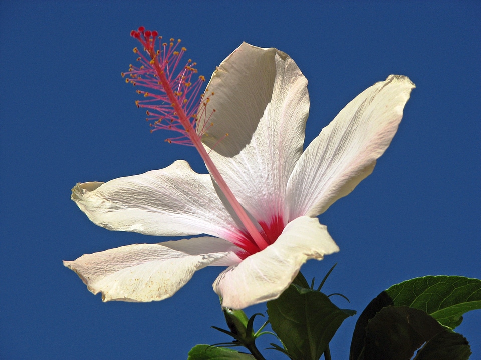White hibiscus blue