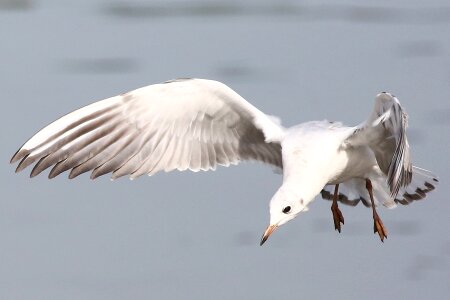 Nature seagull flight