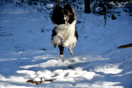Cold ice dog