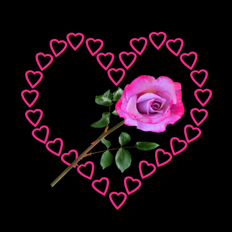 Valentine's day rose give