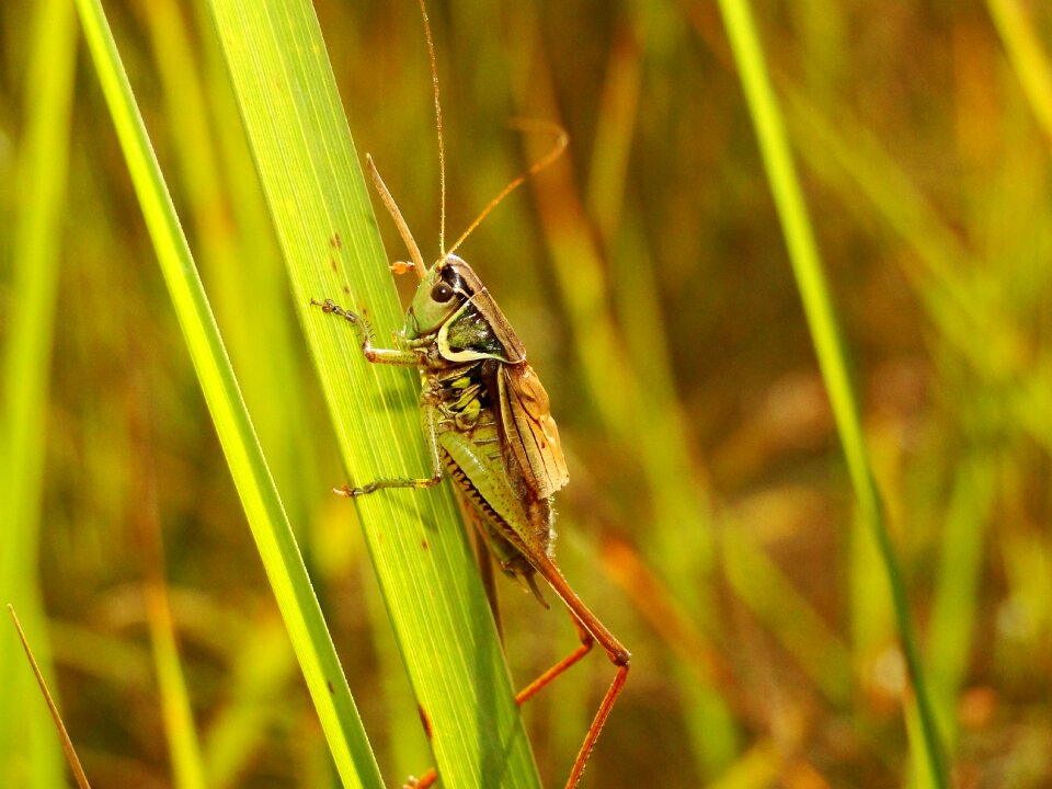 At the court of grasshopper podłatczyn roesela