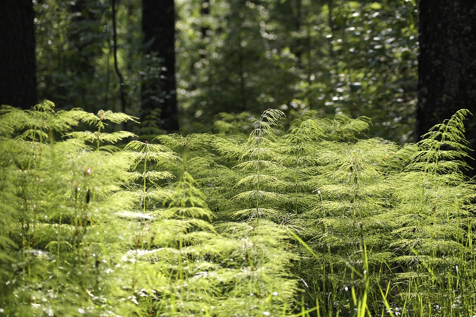 Greenery leaves outside