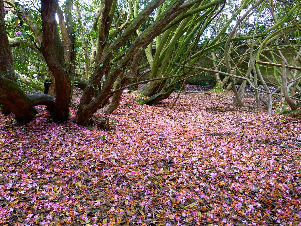 Rhododendron pink old