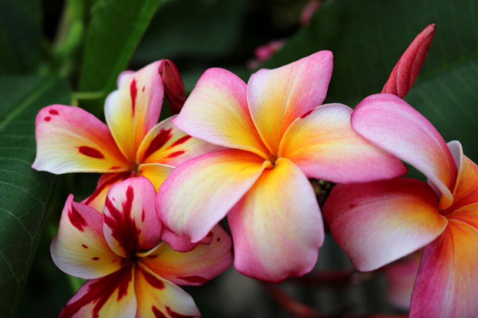 Garden tropical