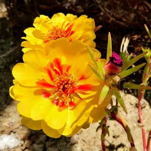 Yellow nature plant