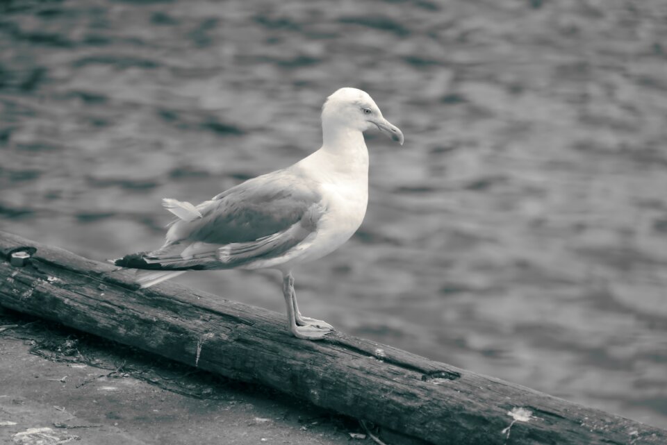 Nature fauna outdoor