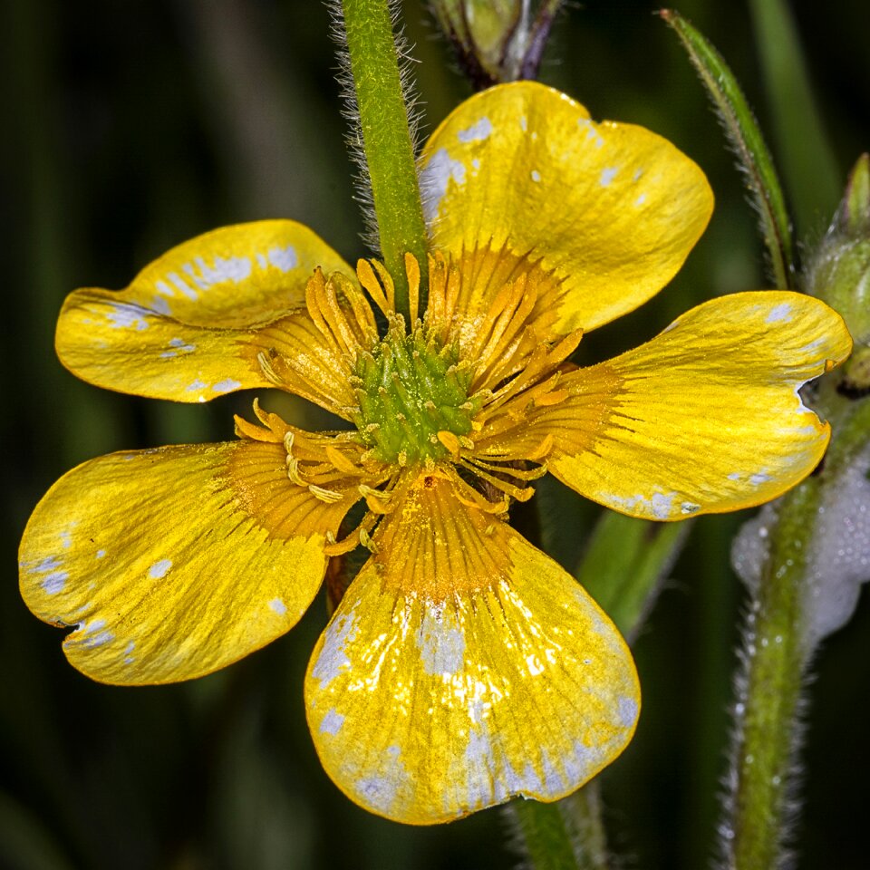 Garden outdoors buttercup