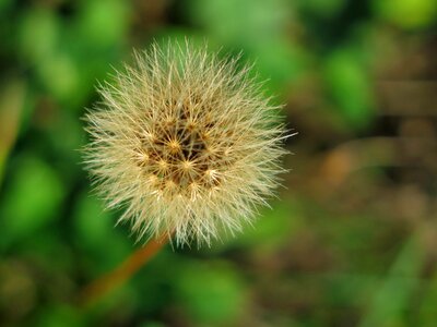 Dandelions plant macro