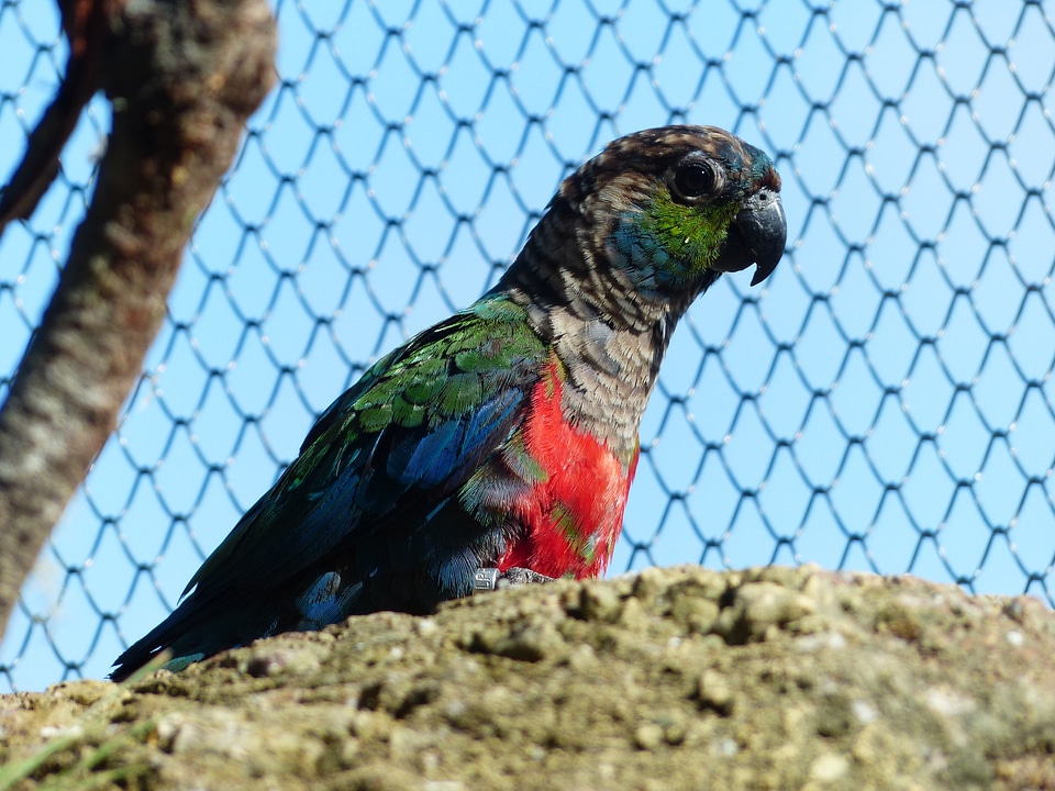 Cage conure pyrrhura