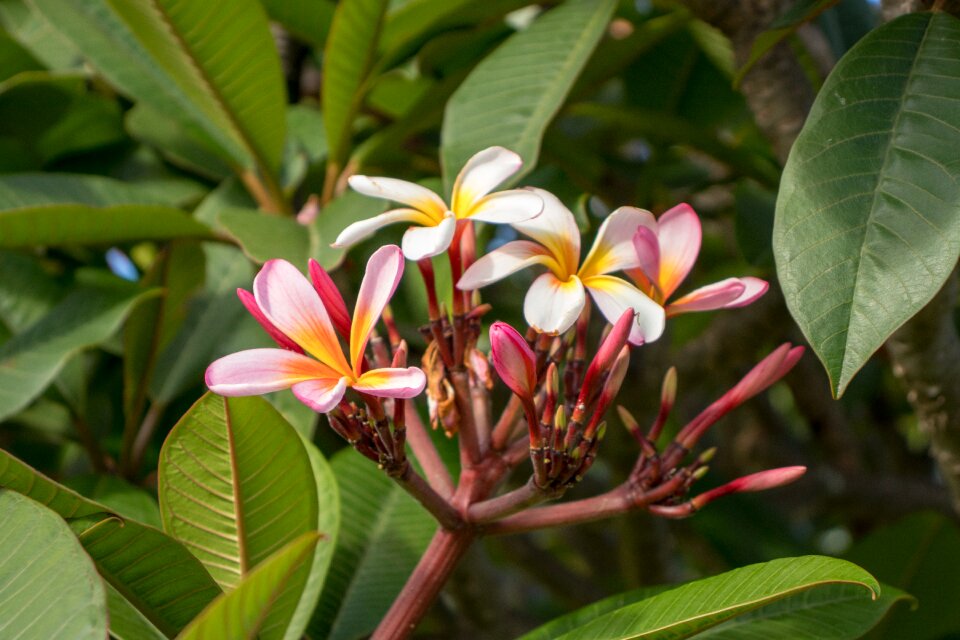 Flora leaf
