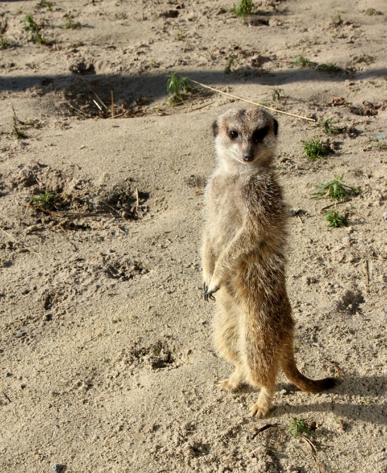Desert meerkat zoo