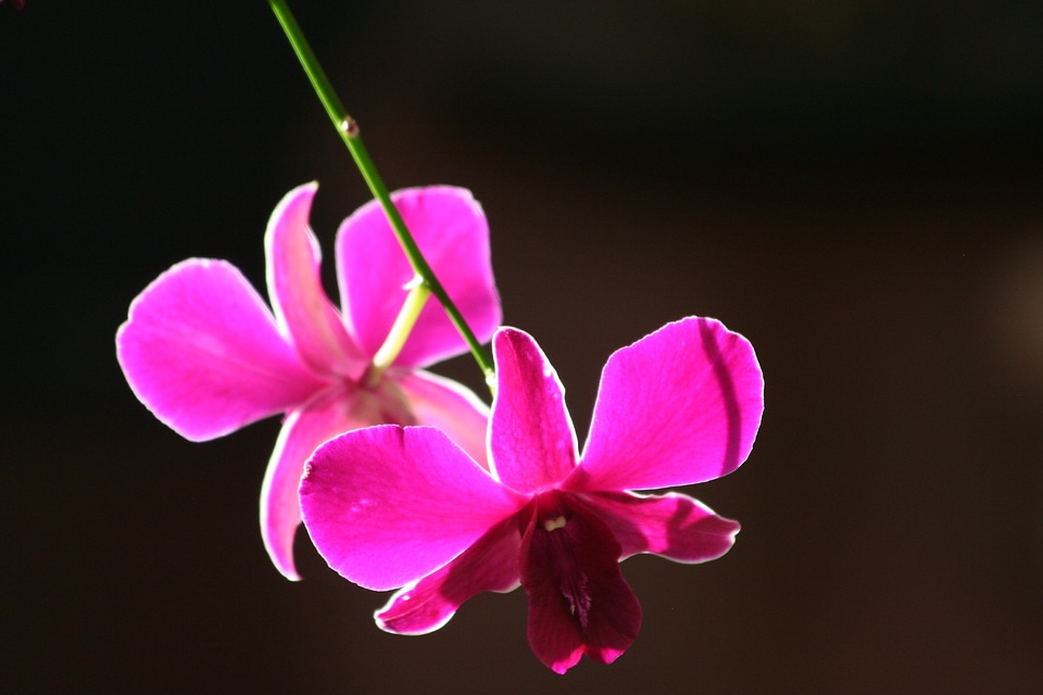 Violet nature beautiful